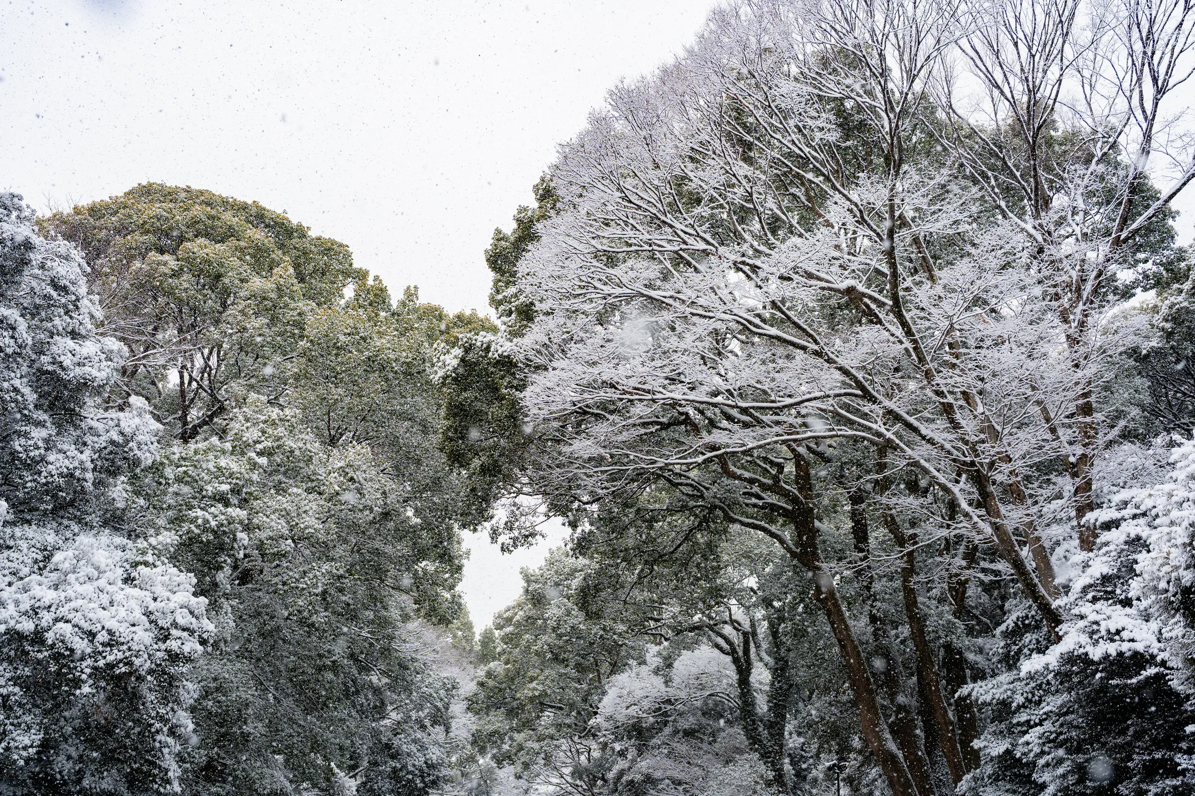 雪中漫步的人们，节奏都慢了下来