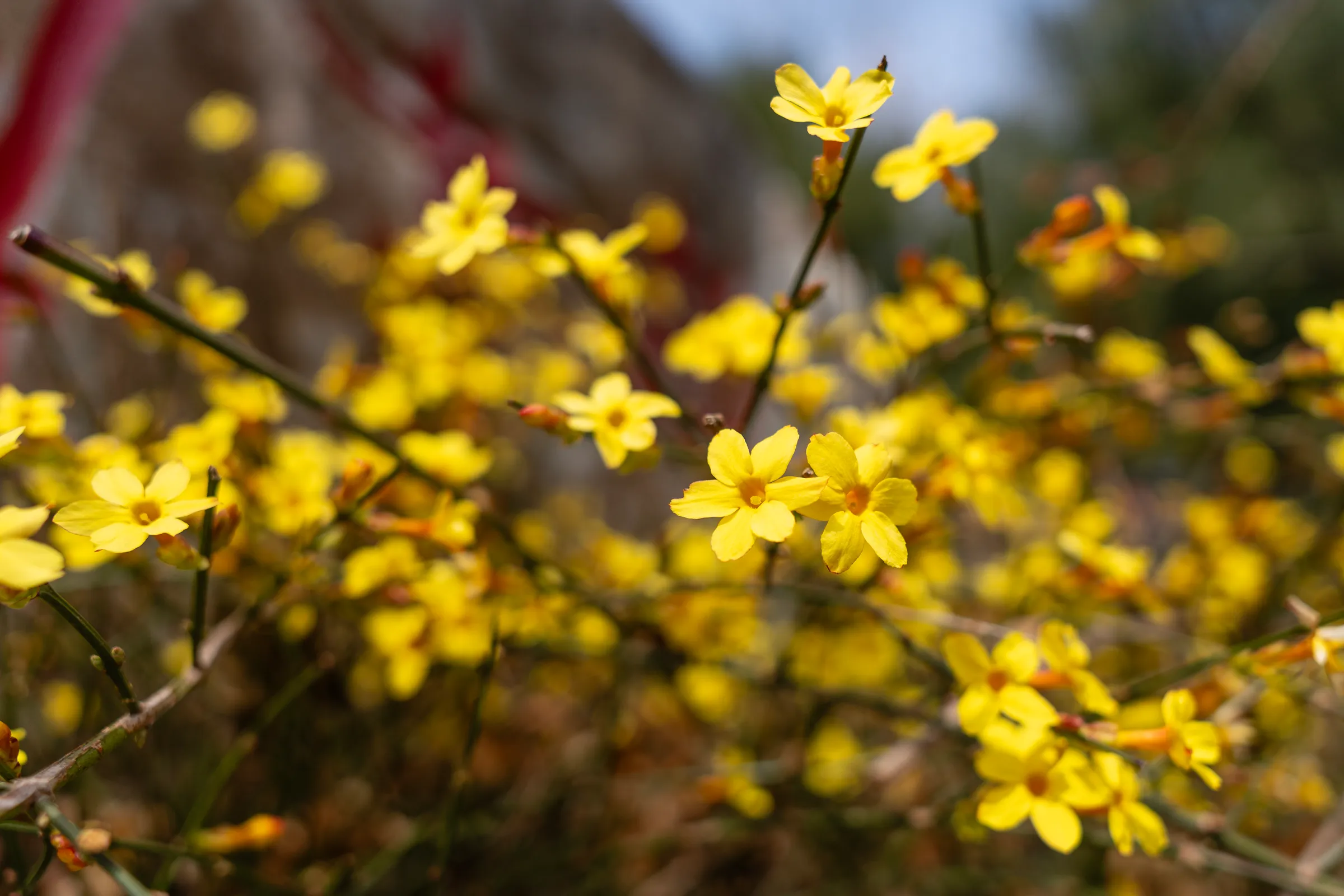 初春环线：从马连良墓上山