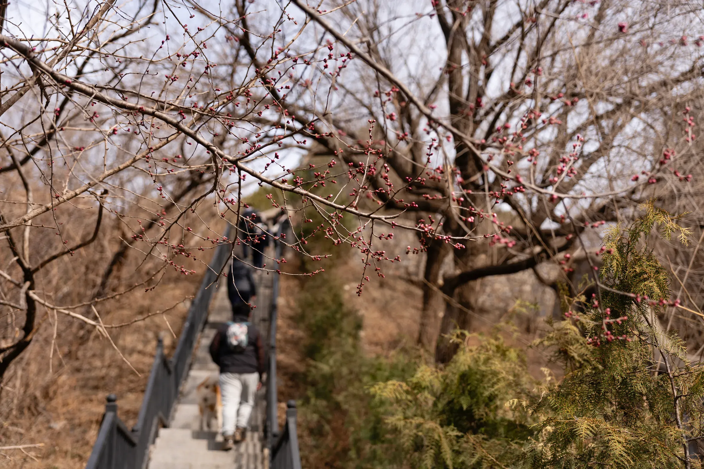 山路上的红色花苞，春天快来了