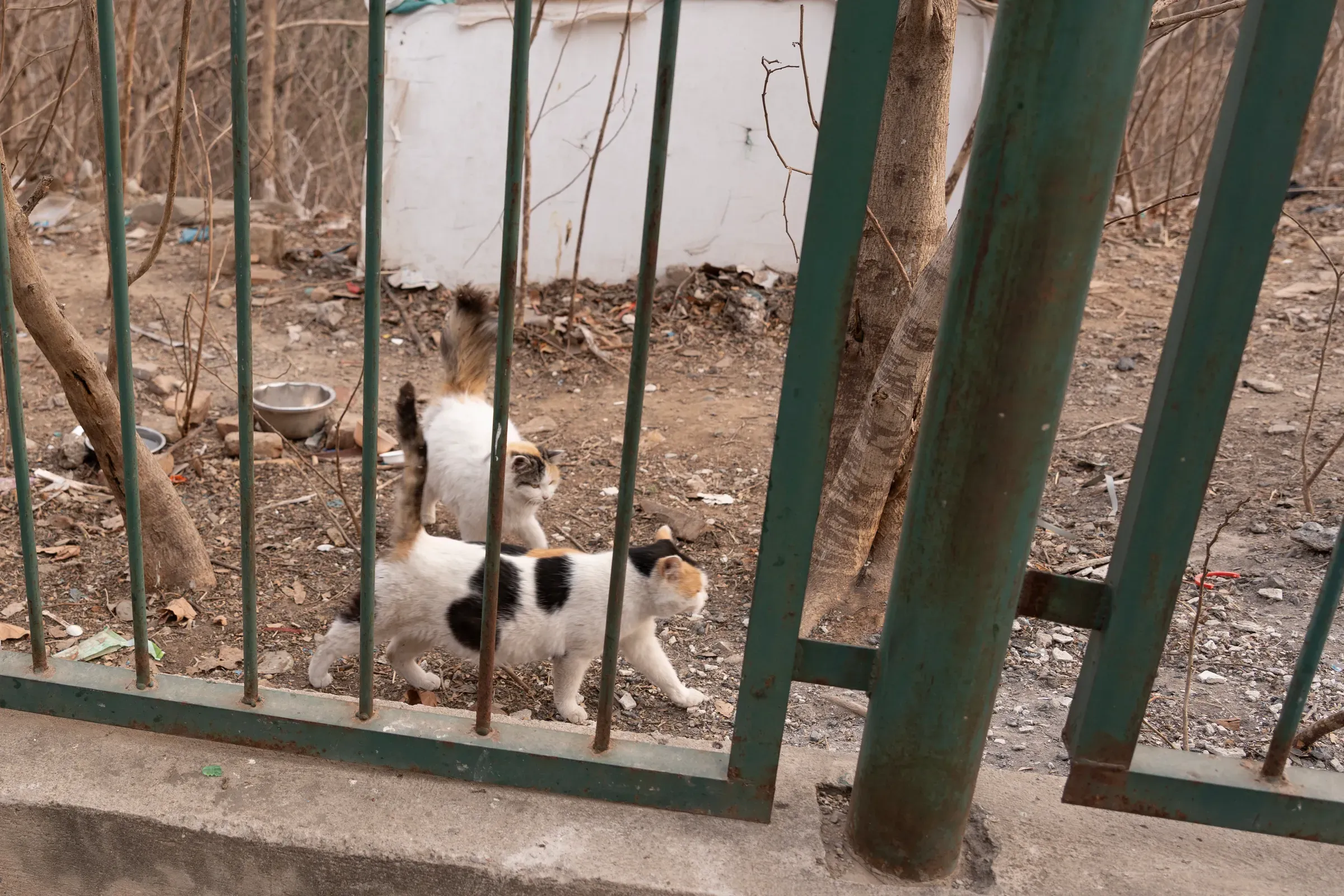 铁栅栏后的花猫