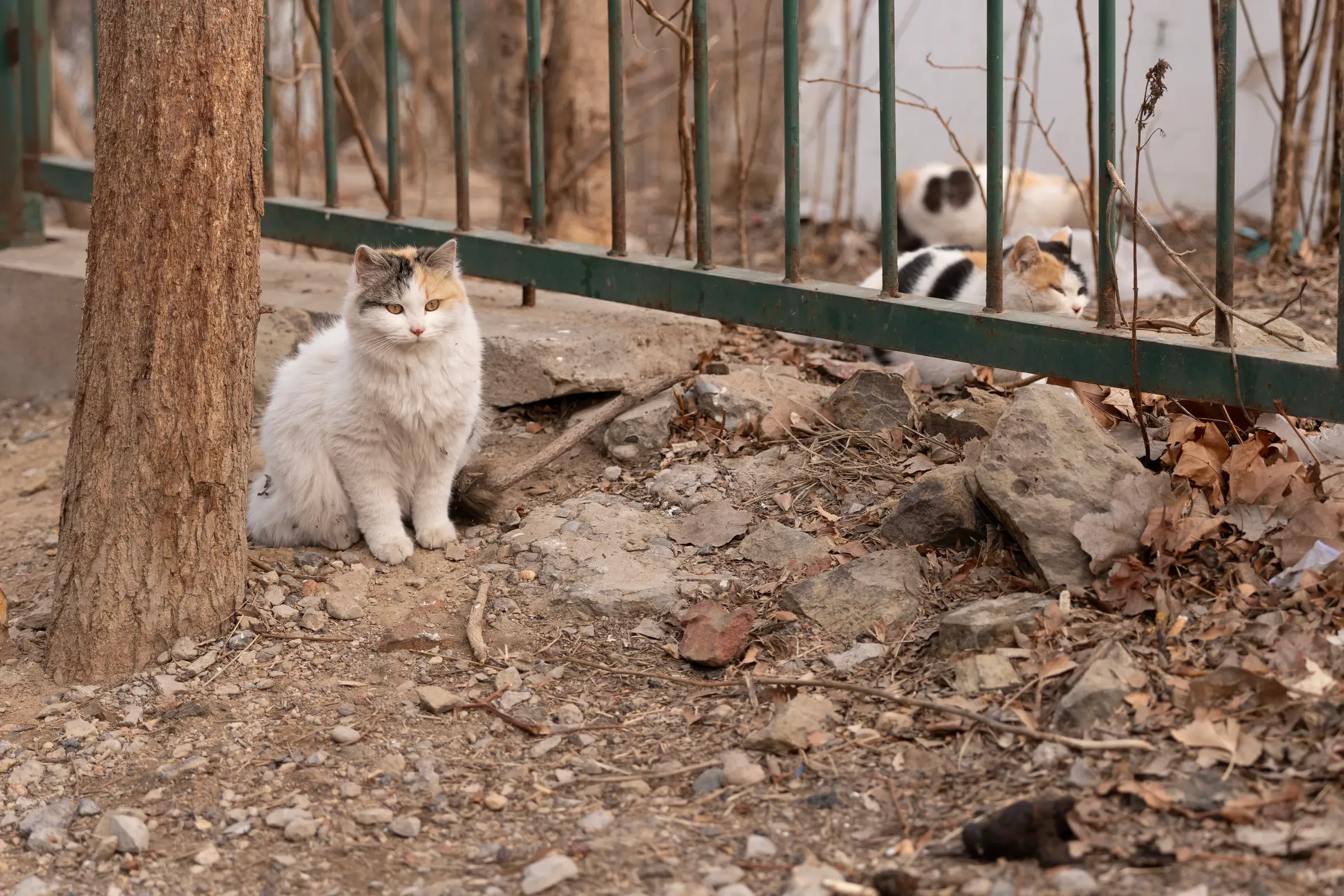 神情淡定的野猫