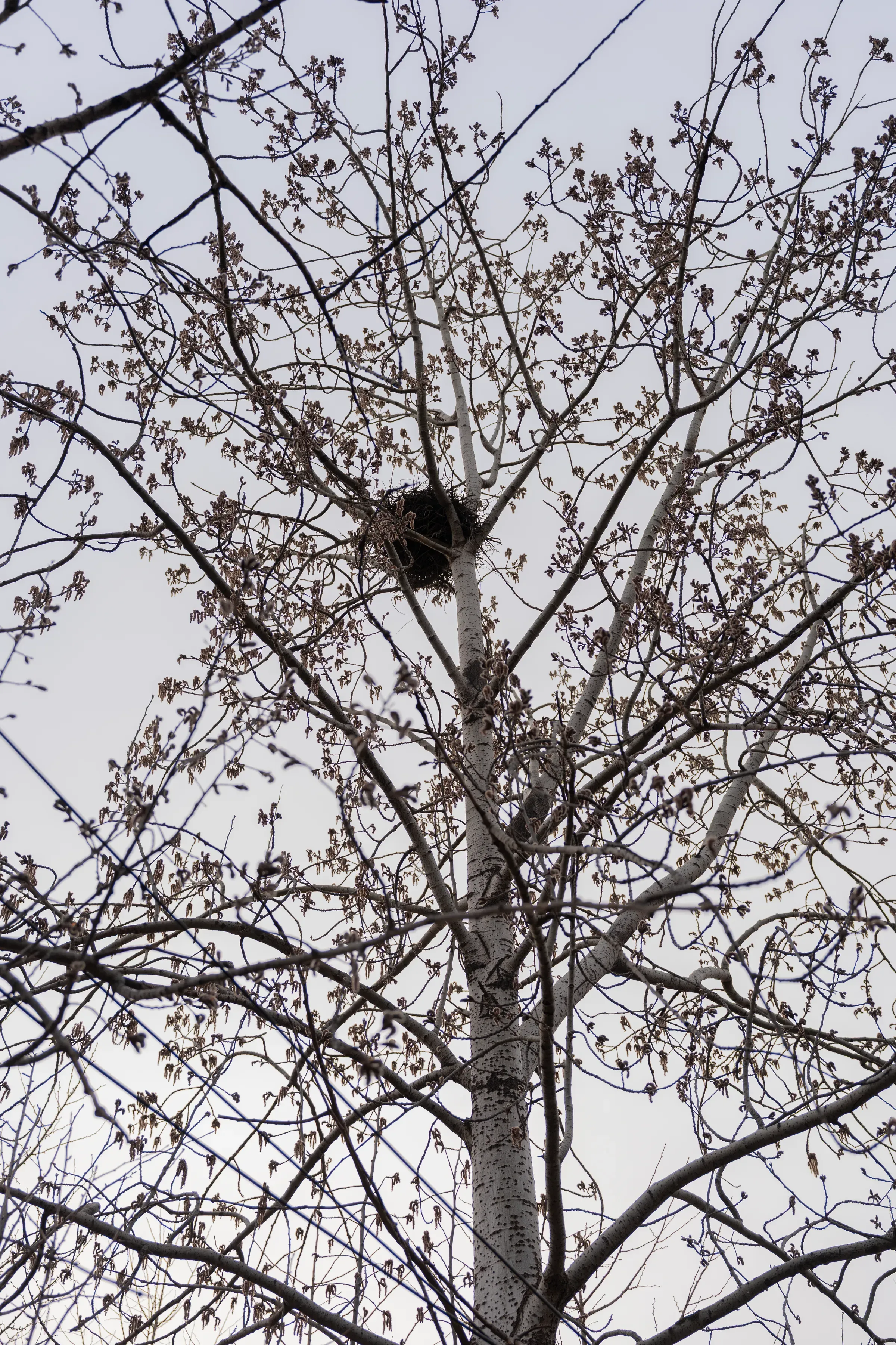 树顶的鸟巢，嫩芽初发