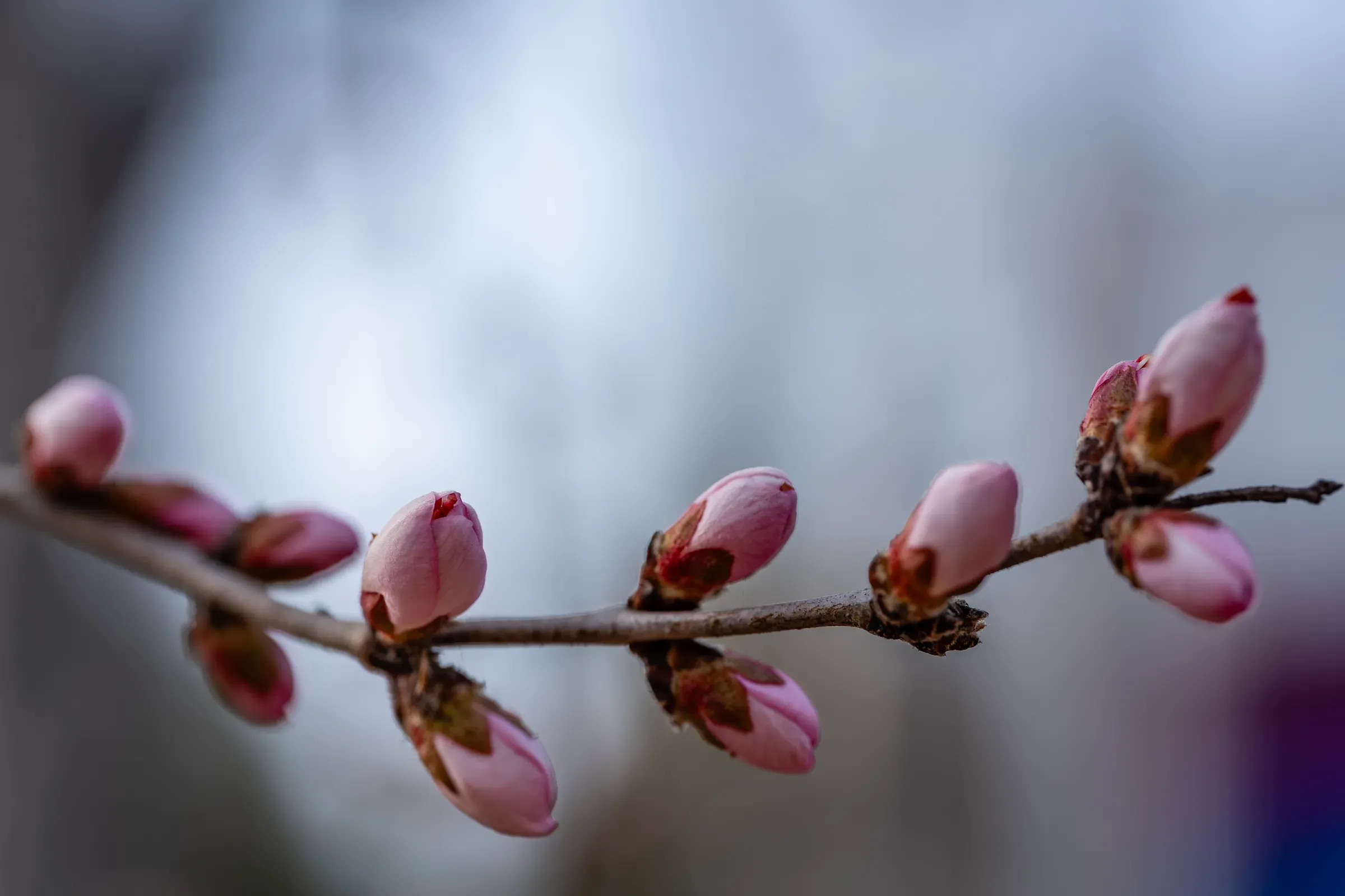 枝条上密密的花苞
